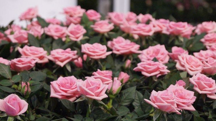 Es standen auch Themen der Deutschen Genbank Rose auf der Agenda. Bild: GABOT.