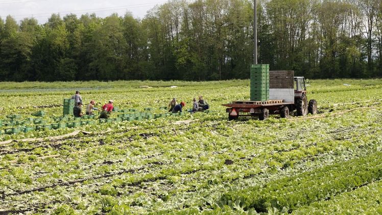 Auf Gemüsebaubetrieben habe es dieses Jahr vereinzelt Anstellungen von Ukrainerinnen und Ukrainer gegeben, sagt Markus Waber vom Verband der Schweizer Gemüseproduzenten. Bild: ji.