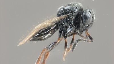 Die Samurai-Wespe (Trissolcus japonicus). Bild: Versuchszentrum Laimburg. Die Samurai-Wespe (Trissolcus japonicus). Bild: Versuchszentrum Laimburg.