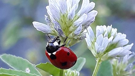 Die Kräuterfachtagung findet am Freitag, 14. Oktober statt. Bild: Versuchszentrum Laimburg.