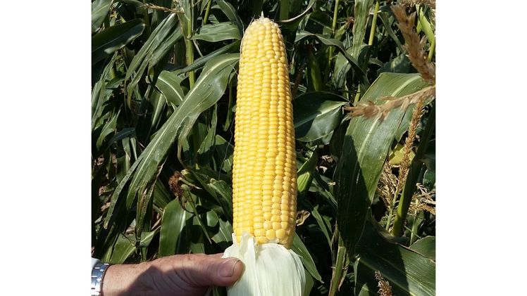 Zuckermais SF1280 (GV40201). Bild: VOLTZ Maraîchage. 