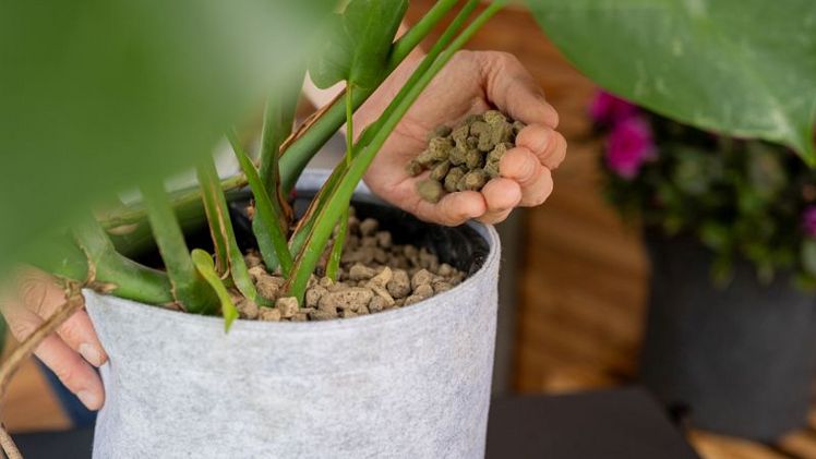 Floragard Bio Pflanzgranulat. Bild: Floragard.