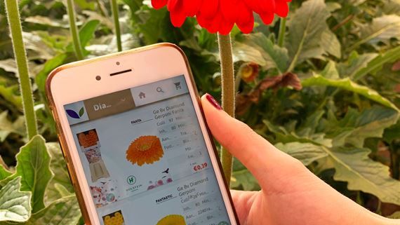 Die Holstein Flowers Webshop-App ist sowohl für Smartphones als auch für Tablets geeignet. Bild:  Holstein Flowers.