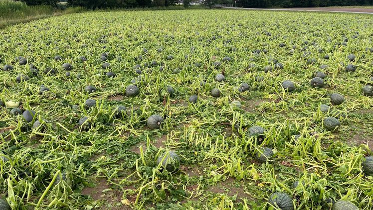 Kürbisfeld in Söchau, Österreich. Bild: Österreichische Hagelversicherung.