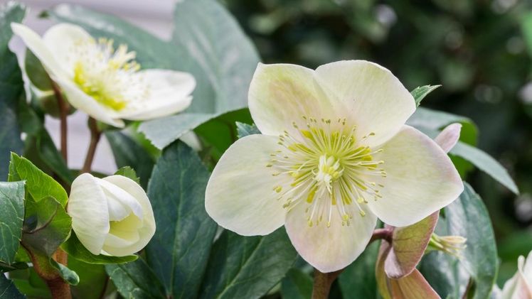 Von Natur aus blüht die Christrose in Weiß – pünktlich zur Weihnachtszeit. Bild: © Blumen – 1000 gute Gründe.