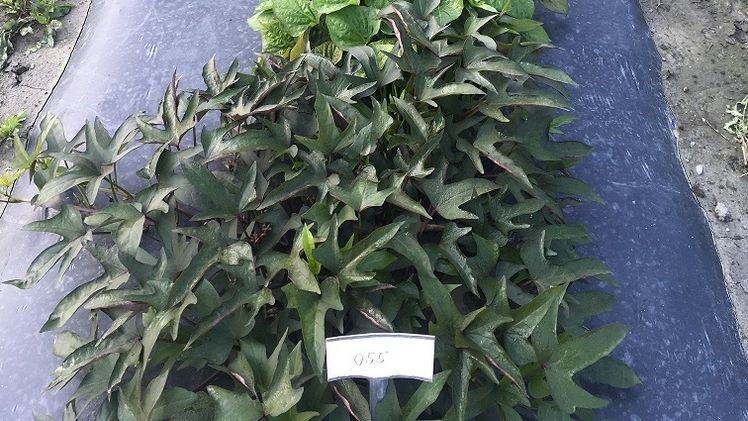 Die Süßkartoffelzüchtung von Lubera am Standort Buchs in der Schweiz. Bild: Lubera.