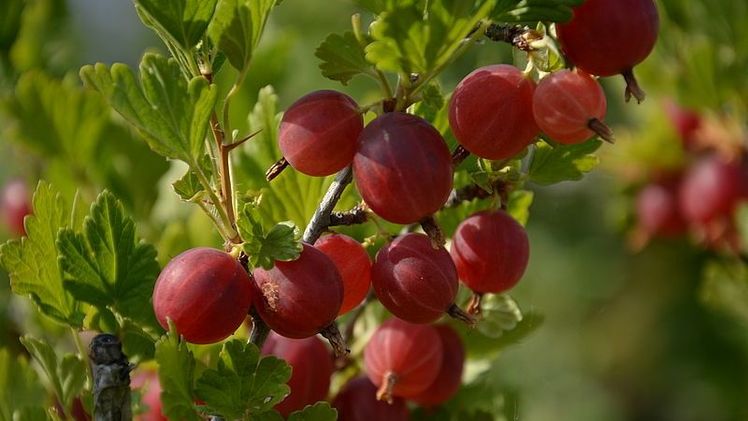 Stachelbeeren am Strauch. Bild: Sabine Weis, RLV.