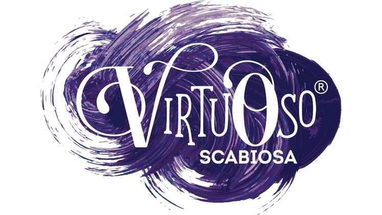 HilverdaFlorist lanciert sein neues Scabiosa-Markenkonzept Virtuoso®. Bild: HilverdaFlorist.