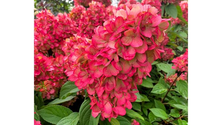 Die 'Bloody Marie' wird zu einem echten Blickfang im Beet oder im Kübel auf Terrasse und Balkon. Bild: Behrens Jungpflanzen.