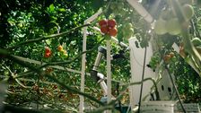 Der Tomatenernteroboter von eternal.ag. Bild: eternal.ag. 