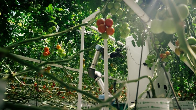 Der Tomatenernteroboter von eternal.ag. Bild: eternal.ag. 