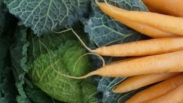 Die Fachberater im Gemüseanbau stehen der anstehenden Nachnovellierung der Düngeverordnung kritisch gegenüber. Bild: GABOT.