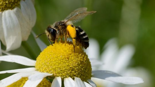 Blühflächen bieten Nahrung und Lebensraum für Wildbienen. Bild: EDEKA. 