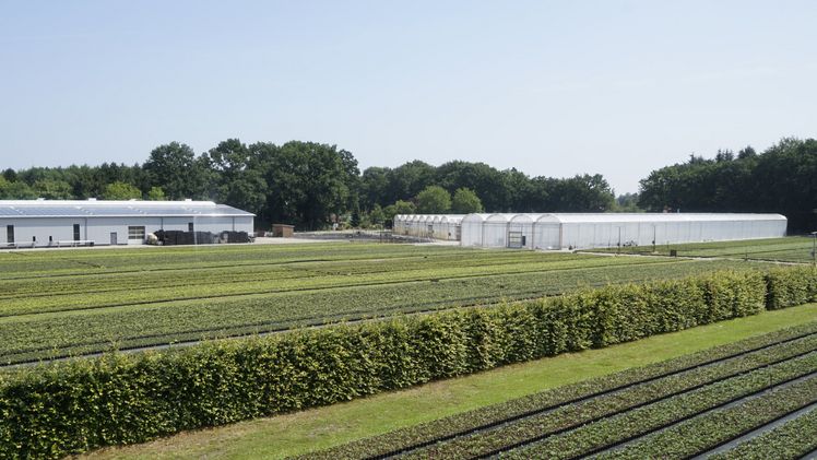 7,5 Hektar Produktionsfläche bei Bischoff Rhodokulturen. Bild: Bischoff Rhodokulturen.