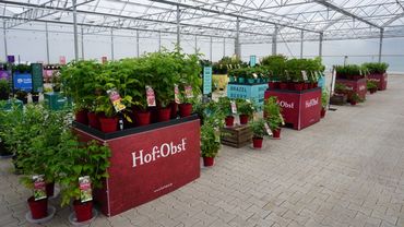 Hof:Obst® bietet eine vielfältige Auswahl nachhaltig produzierter Obstgehölze für den modernen Naschgarten. Bild: zu Jeddeloh Pflanzenhandels-GmbH.