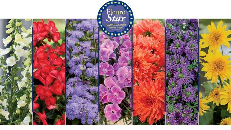 Sieben herausragende Sorten im Wettbewerb um den FleuroStar 2025. Bild: Fleuroselect.