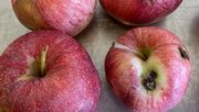 Schadbild durch den Apfelwickler an Äpfeln. Bild: © Laimburg Research Centre.