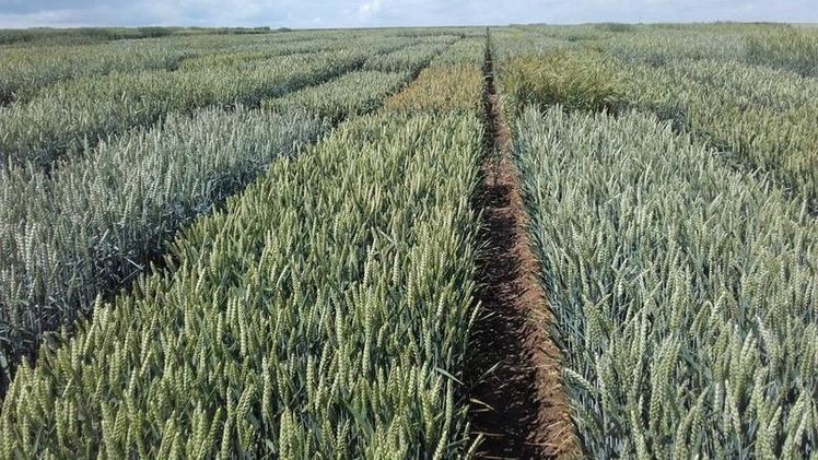 Evaluierung der Heterosis für Kornertrag in Feldversuchen. Bild: Norman Philipp/ IPK. Evaluierung der Heterosis für Kornertrag in Feldversuchen. Bild: Norman Philipp/ IPK.