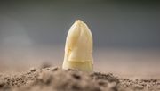 Die Spargelspitzen sprießen. Bild: VSSE e.V. / Christoph Göckel.