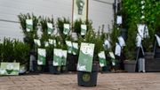 'Tiny T' ist eine besonders kompakte und gleichmäßig wachsende Sorte. Bild: Heinje.