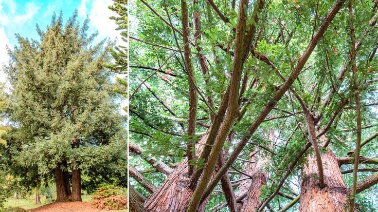 Der Küstenmammutbaum (Sequoia sempervirens) auf den Konifereninseln. Besonders beeindruckend ist der Blick in die Krone des vier Stämme umfassenden Exemplars. Bild: HHU / Arne Claussen.