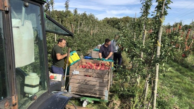 Ein im Auftrag eines Verbändebündnisses der grünen Branche erstelltes Rechtsgutachten kommt zu dem Ergebnis: Eine Sonderregelung für landwirtschaftliche Saisonarbeitskräfte ist rechtlich zulässig. Bild: Landvolk.