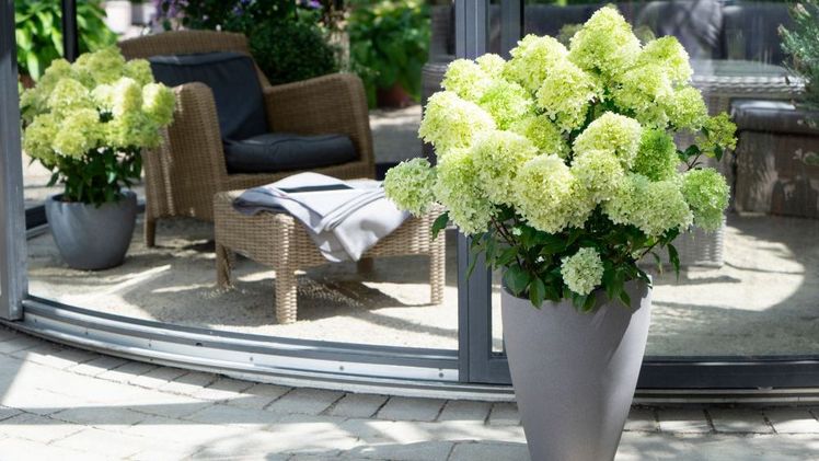 Rispenhortensie Hydrangea paniculata 'Whitelight'. Bild: Heinje. 