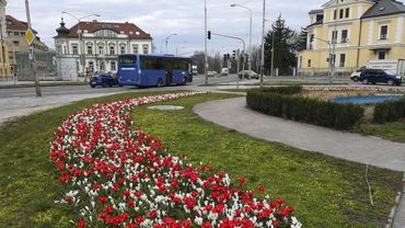 Blumenzwiebeln: Maschinelles Bepflanzung von Seiten- und Mittelstreifen.