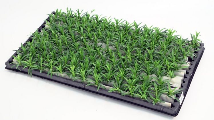 Mit dem RCS 2.0 setzt Selecta one neue Standards in der Jungpflanzenproduktion. Bild: Selecta one. Mit dem RCS 2.0 setzt Selecta one neue Standards in der Jungpflanzenproduktion. Bild: Selecta one.