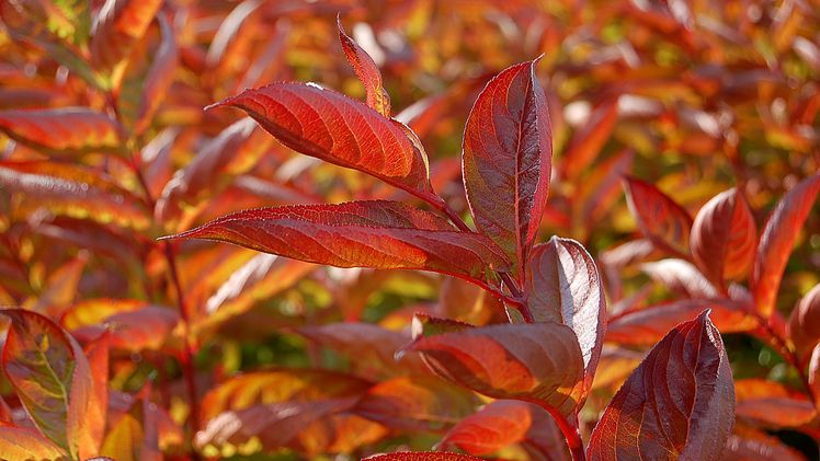 Weigela Wings of Fire. Bild: Plantipp BV®.