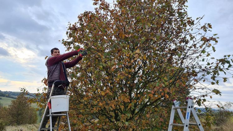 Saatguternte bei der Elsbeere. Bild: ©  LLG / Tassilo Valtink.