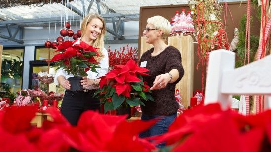 In Einzelhandelsgärtnereien und Gartencentern arbeiten Gärtnerinnen und Gärtner in der Vorweihnachtszeit in einer festlich geschmückten Umgebung. Bild: GMH. 