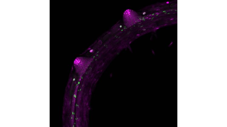 Zwei Seitenwurzelprimordien, die sich aus der Hauptwurzel von Arabidopsis thaliana entwickeln. Die Bilder (mit falschen Farben) wurden mit einem konfokalen Mikroskop aufgenommen. Bild: Michael Stitz, Universität Heidelberg.