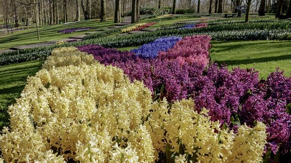 Der schön blühende Keukenhof wird virtuell geöffnet, bleibt aber für Publikum geschlossen. Bild: Keukenhof.