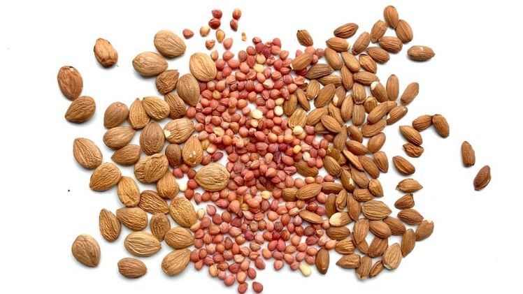 Samen aus Steinobstkernen, zum Beispiel von Aprikosen, Kirschen und Pflaumen (von links), sind gesunde Kraftpakete und stecken voller Nährstoffe, Mineralien und Vitamine. Bild: © Kern Tec GmbH.