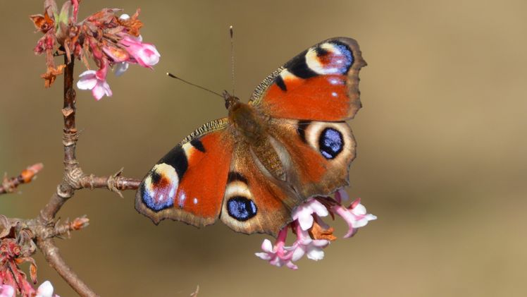 "Tagpfauenauge". Bild: © Erika Kühnelt/schmetterlingsapp.at.