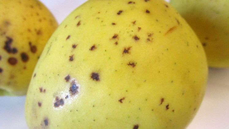 Ramularia-Lentizellen-Flecken“ treten in Südtirol zunehmend auf und werden von den Forschenden des Versuchszentrums eingehend untersucht. Bild: Versuchszentrum Laimburg.