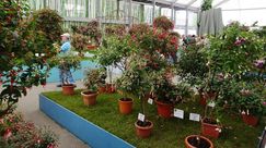 Aufbaugemeinschaft der Deutschen Fuchsien-Gesellschaft e.V.