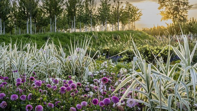 Die Dahlienbeete der BUGA Mannheim 2023 im Spinelli-Park. Mehr als 1.300 Pflanzen in 155 Sorten sind zu sehen. Bild: DBG/Luckner.