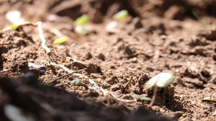 Seminar „Bodenökologie – Aktuelle Erkenntnisse und Entwicklungen“. Bild: Gartenakademie.