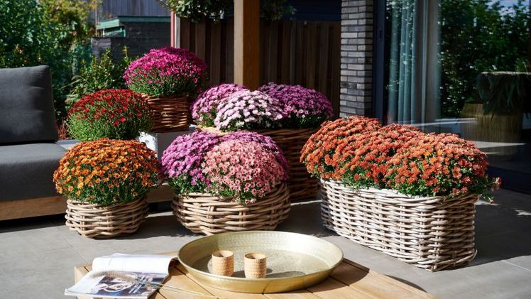 Indian Summer im Garten. Bild: Royal Van Zanten, © Fotografie Wilfried Overwater.
