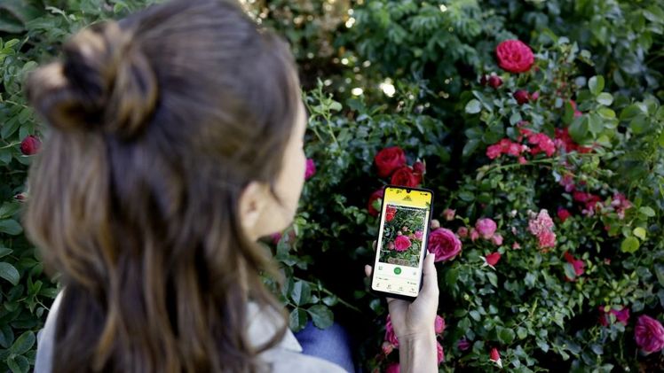 Optimierte Neudorff-App: Grüner Daumen trifft KI. Bild: Neudorff.