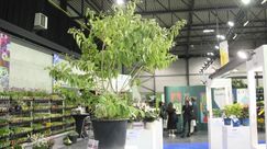 Silber: Heptacodium miconioides 'Temple of Bloom', Willy De Nolf. Bild: Florall.