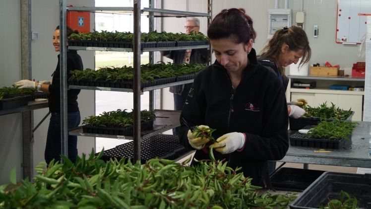 Die Arbeit an der Pflanze begeistert wieder mehr Menschen. Bild: GBOT. Die Arbeit an der Pflanze begeistert wieder mehr Menschen. Bild: GBOT.