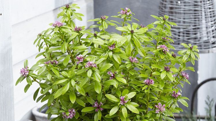 Daphne odora 'Sweet Amethyst' mit intensiven Jasmin-Duft. Bild: Plantipp BV.