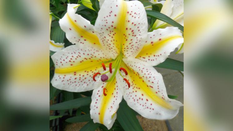 Die ursprünglich aus Japan stammende Lilium auratum erreicht maximal einen Meter Höhe und entwickelt eindrucksvolle, duftende Blüten in weiß-gelb mit braunroten Punkten. Bild: fluwel.de.
