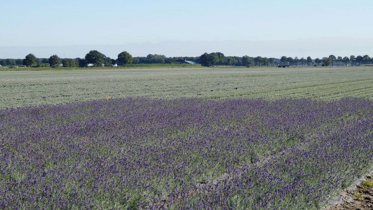 Bevor die Pflanzen getopft werden, findet die Vorkultur im offenen Boden statt. Bild: GABOT.