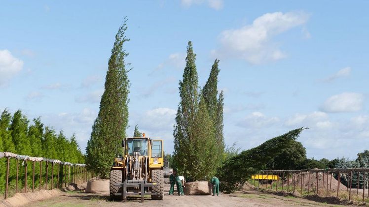 Versandvorbeeitung in der Firma H. Lorberg Baumschulenerzeugnisse . Bild: Lorberg.