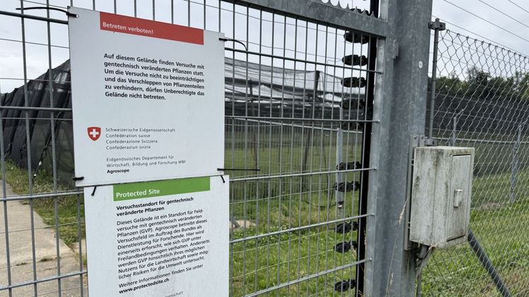 Die Protected Site von Agroscope am Standort Reckenholz in Zürich ist zwar gut geschützt, kann aber auf Anfrage besucht werden. Bild: Renate Hodel.