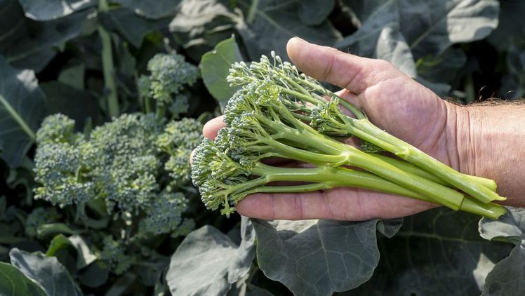 Bimi® Brokkoli ist eine besondere Brokkoli-Sorte mit einem mild-süßlichen und leicht nussigen Geschmack. Bild: Pfalzmarkt eG. 